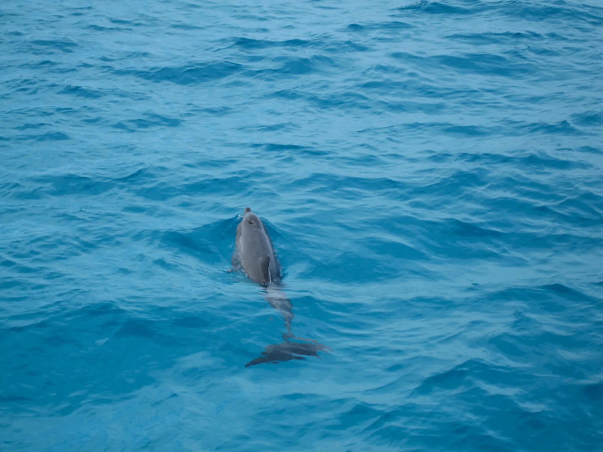 Wycieczka do Dolphin House z Hurghady i Marsa Alam – niezapomniane pływanie z delfinami