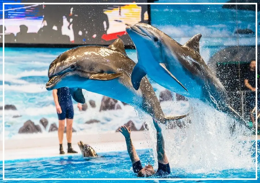Pokaz Delfinów w Sharm El Sheikh — wycieczka z Sharm El Sheikh