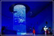 Grand Aquarium - Image 6